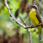 Social Flycatcher